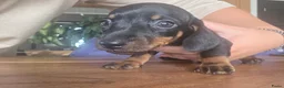 Dwergteckel honden te koop: Lieve dwergteckelpups  in Steenbergen - Advertentie 5