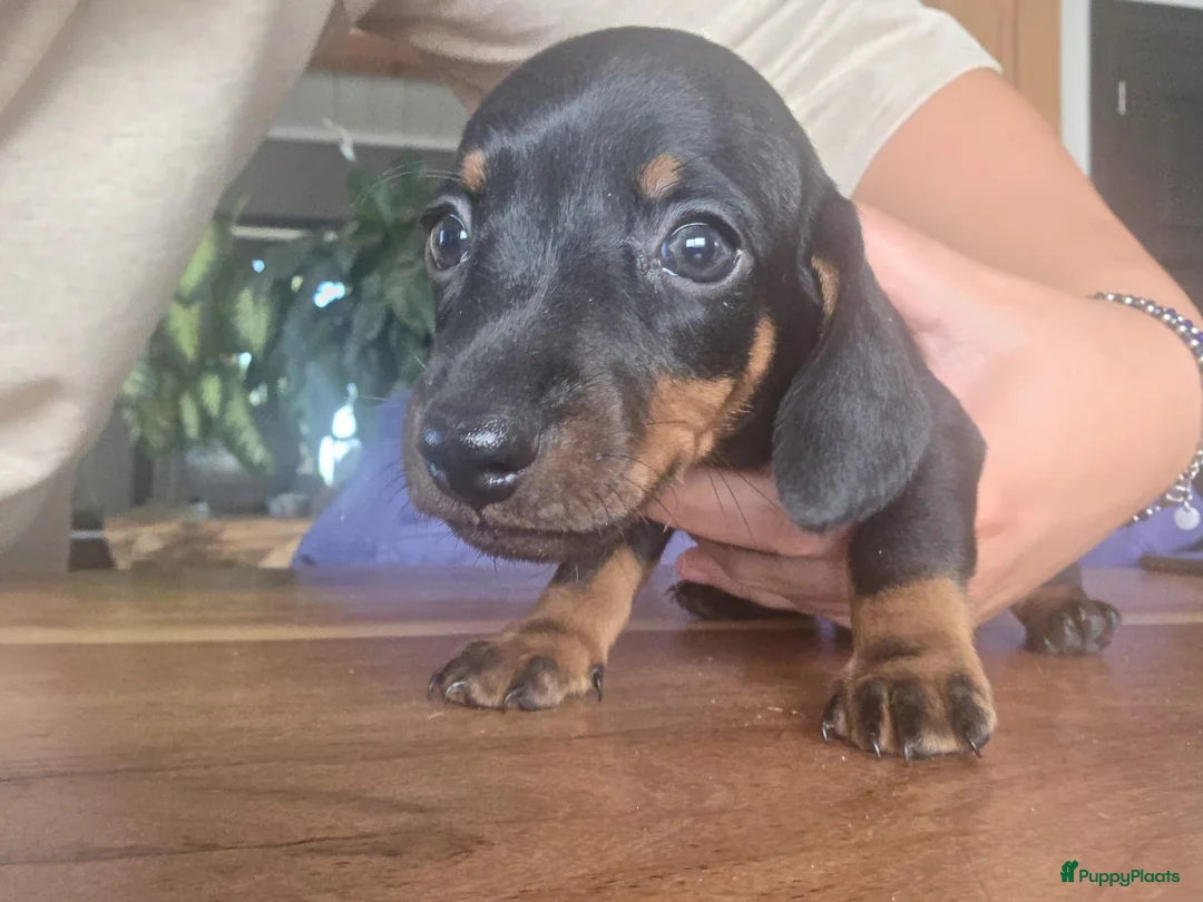 Dwergteckel honden te koop: Lieve dwergteckelpups  in Steenbergen - Advertentie 5
