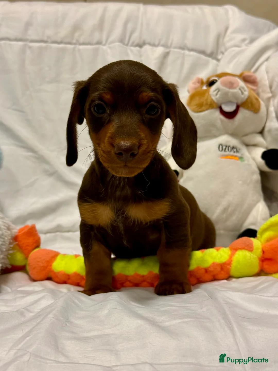 Teckel (korthaar)  honden te koop: Dwerg teckel pups  - Advertentie 5