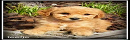 Kruising honden te koop: Maltipoo F1b pups - Advertentie 5