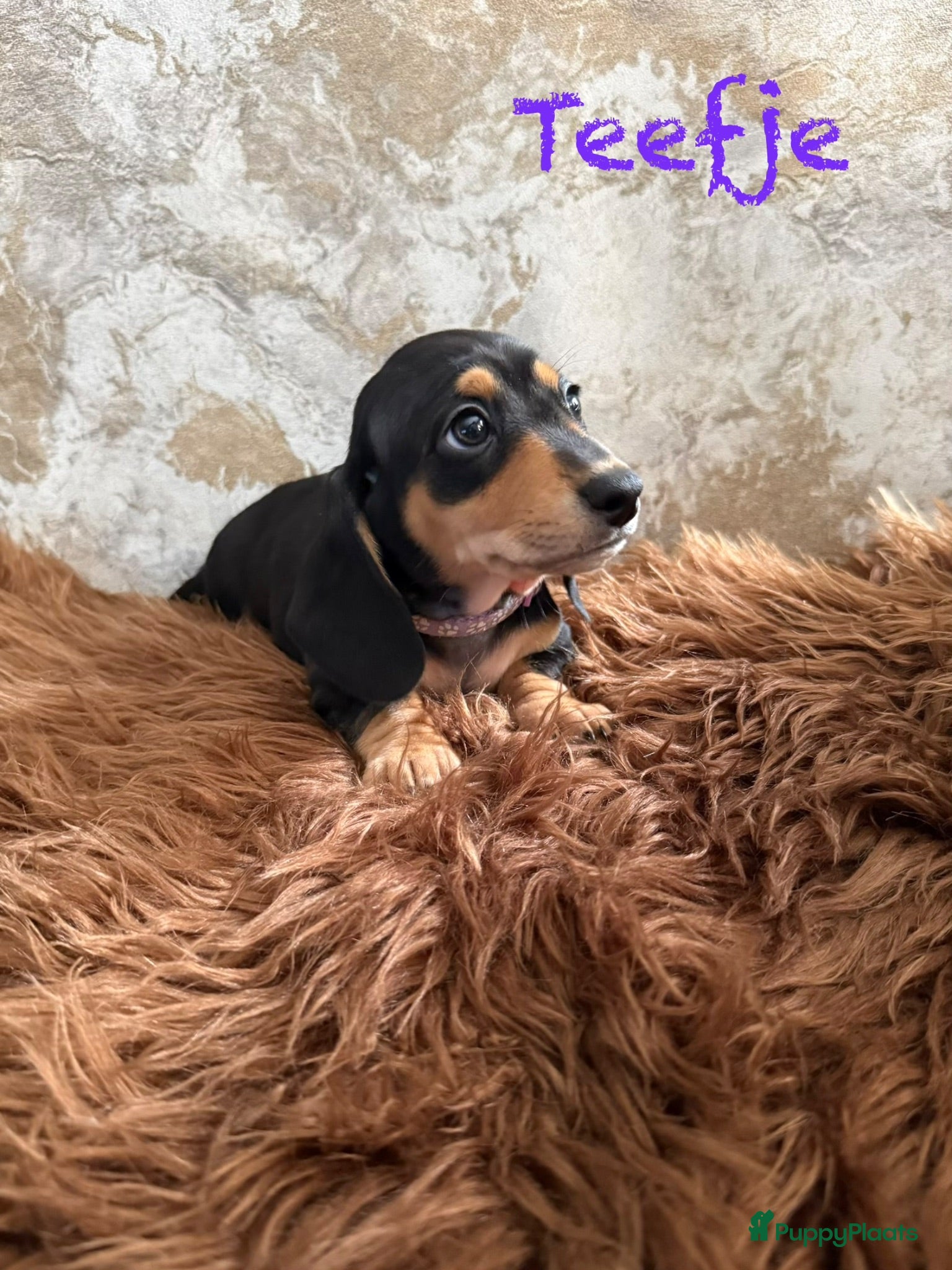 Teckel (korthaar)  honden Laatste teefje mag het nestje verlaten  - Advertentie 2