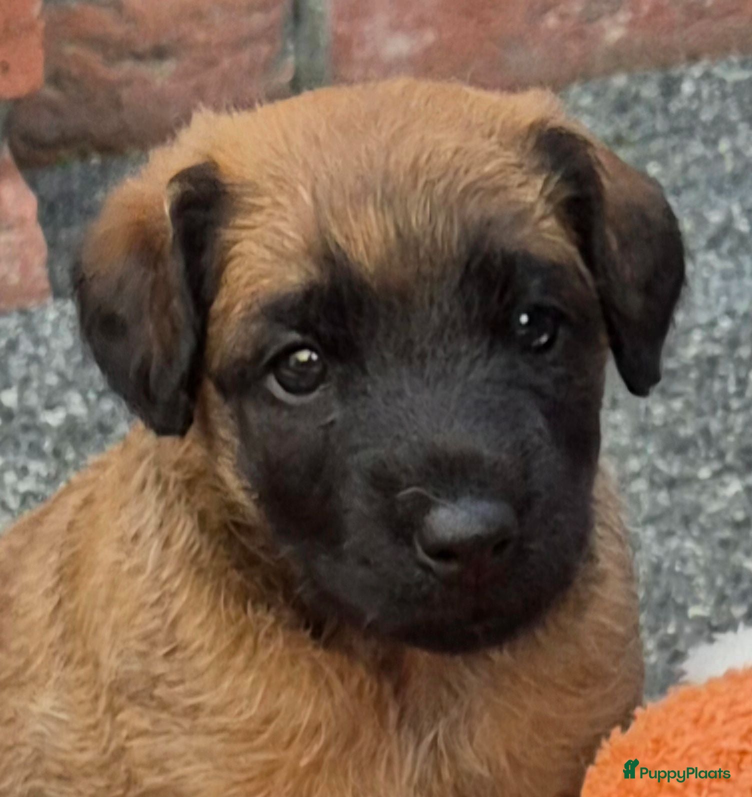 Border Terriër honden WESTFALEN TERRIER  1 REU BESCHIKBAAR  - Advertentie 1