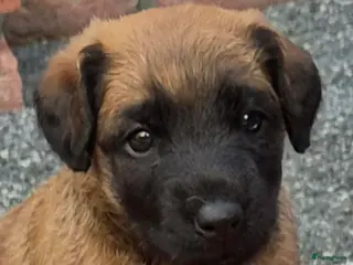 Border Terriër honden WESTFALEN TERRIER 1 REU BESCHIKBAAR - Advertentie 5