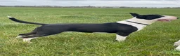 Bull Terriër honden te koop: Standaard bull terriër uit gekeurde ouders met fci - Advertentie 16