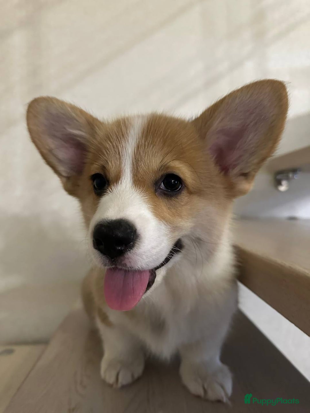 Welsh Corgi Pembroke honden te koop: Corgi pups - Advertentie 3