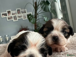 Shih Tzu honden Shih Tzu pups - laatste teefje - Advertentie 1