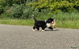 Spaanse Waterhond honden te koop: Spaanse Waterhond pups - Afbeelding 30