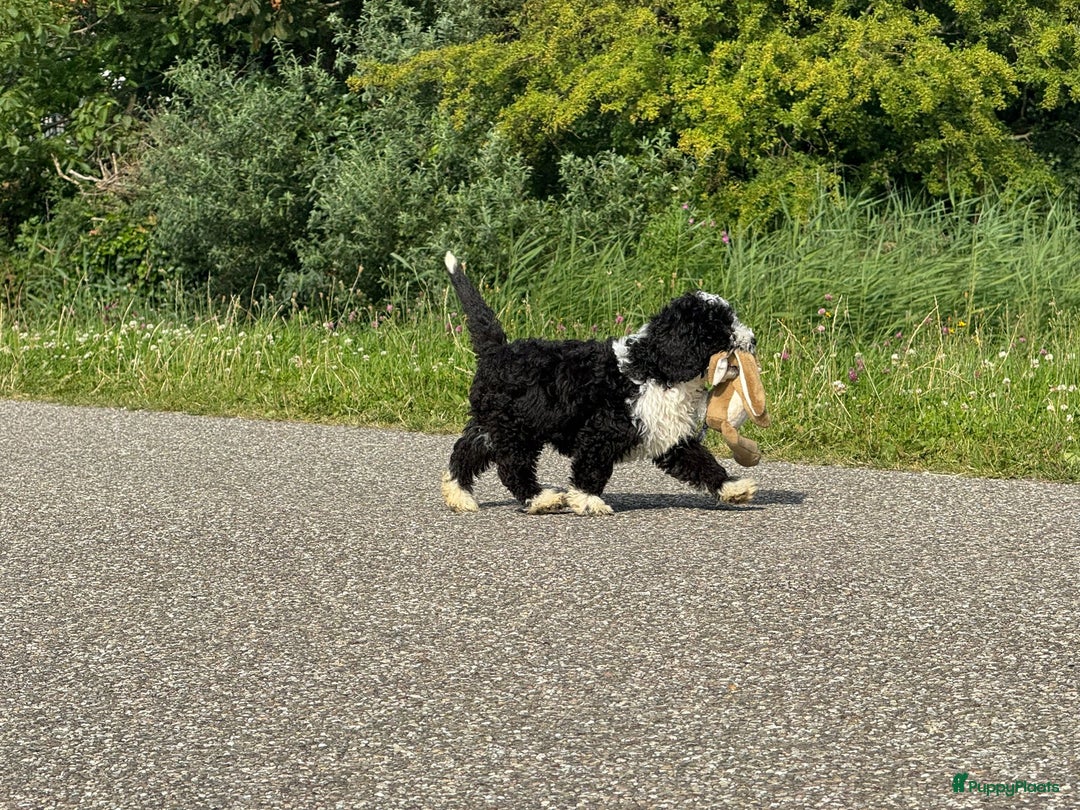 Spaanse Waterhond honden te koop: Spaanse Waterhond pups - Afbeelding 30