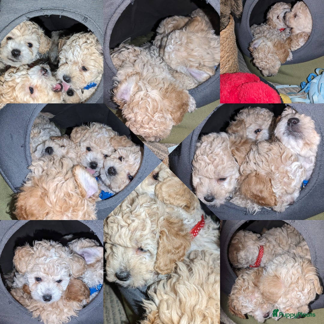Maltipoo honden te koop: Maltipoo F1b worden rond kerst geboren 🥰 !  - Advertentie 28