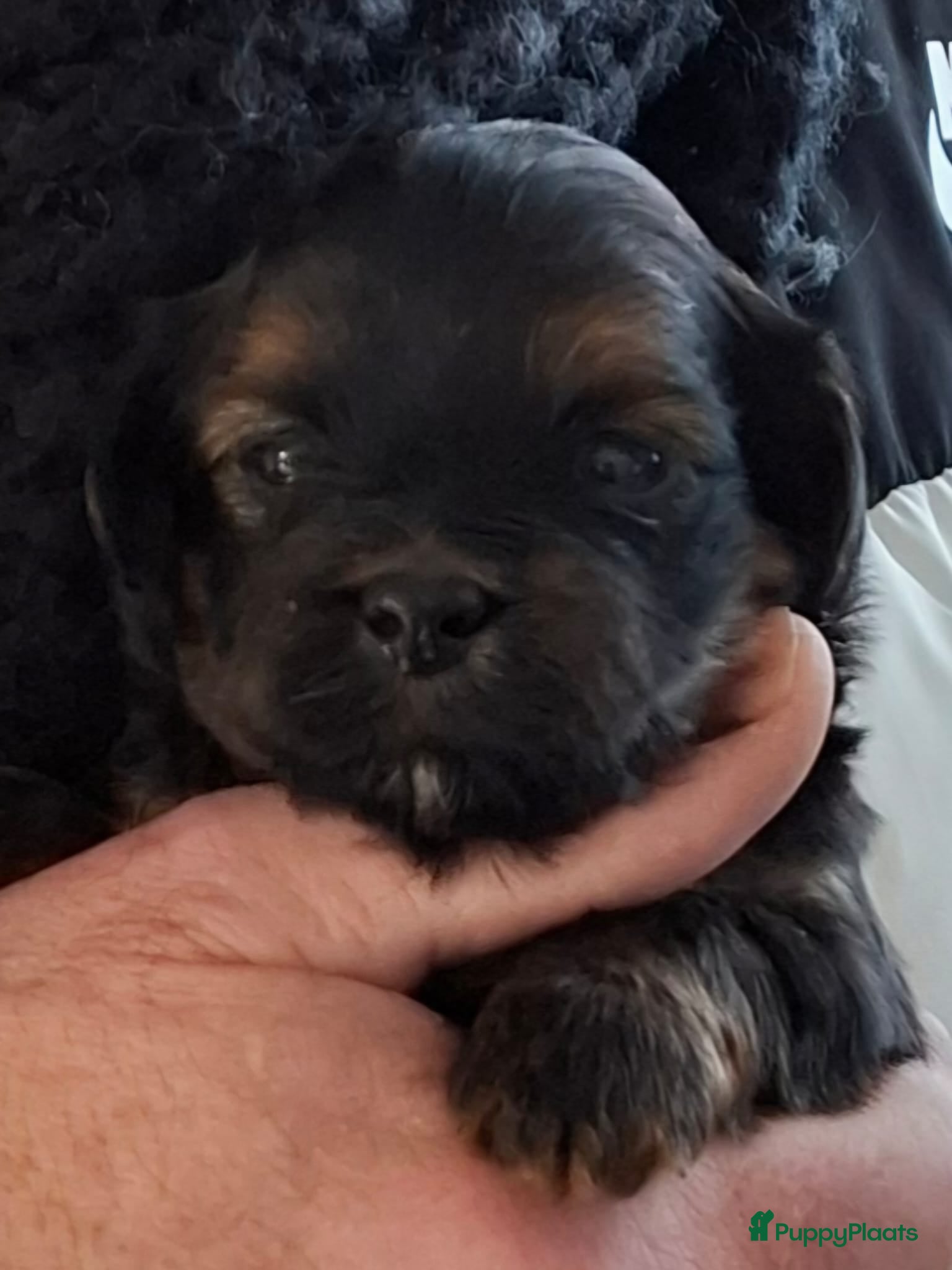 Havanezer honden Havanezer pups met FCI stamboom - Advertentie 5