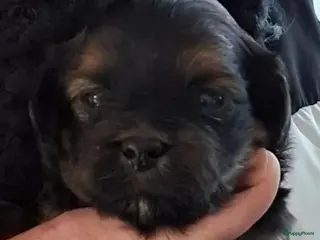 Havanezer honden Havanezer pups met FCI stamboom - Advertentie 5