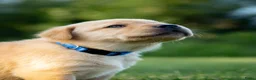 Labrador Retriever honden te koop: Labrador Retriever pups - blond en red fox - Advertentie 8