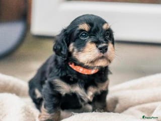 Kruising honden 🩷maltezer X dwergteckel💙 - Advertentie 11