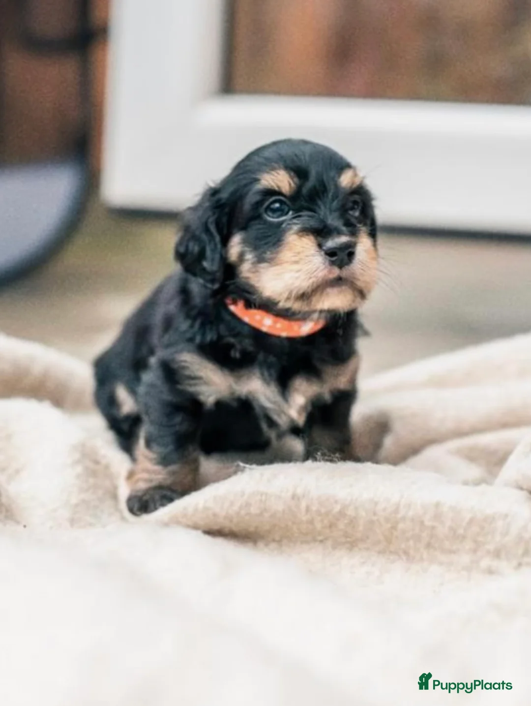 Kruising honden te koop: 🩷maltezer X dwergteckel💙 - Advertentie 1
