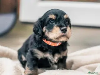 Kruising honden 🩷maltezer X dwergteckel💙 - Advertentie 6