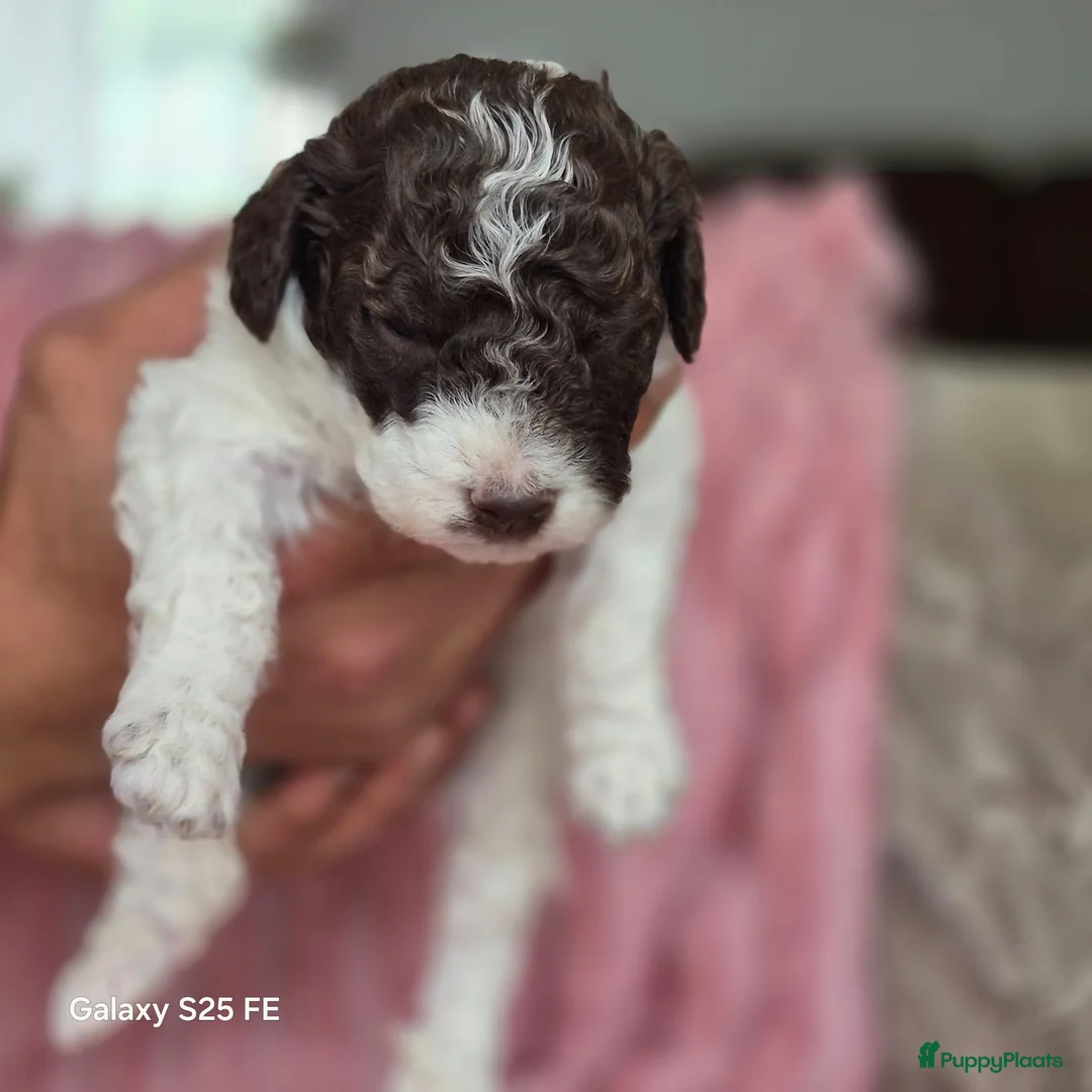 Lagotto Romagnolo honden te koop: Lagotto Romagnolo Pupies - Advertentie 28