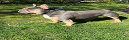 Kruising honden te koop: NESTVERWACHTING - Advertentie 2