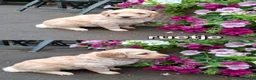 Labradoodle honden te koop: Labradoodle pups in 't Harde - Advertentie 11