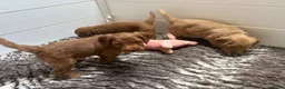 Australian Labradoodle honden te koop: Multigen Australian Labradoodle pups - Advertentie 12