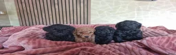 Poedel Toy honden te koop: Toypoedel pups  - Advertentie 3