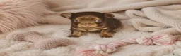 Chihuahua honden te koop: Langhaar chihuahuatjes - Advertentie 2