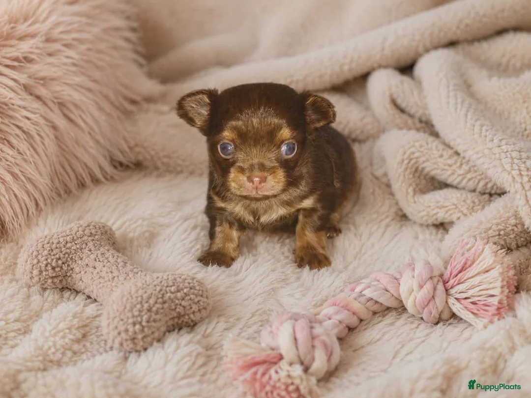 Chihuahua honden te koop: Langhaar chihuahuatjes - Advertentie 2