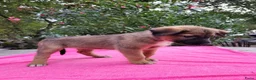 Kruising honden te koop: Puppy's Mechelse Herder X Australian Shepherd  - Advertentie 3
