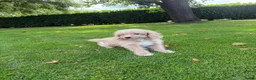 Labradoodle honden te koop: Mini Doodle (Labradoodle x Poedel) pups - Advertentie 12