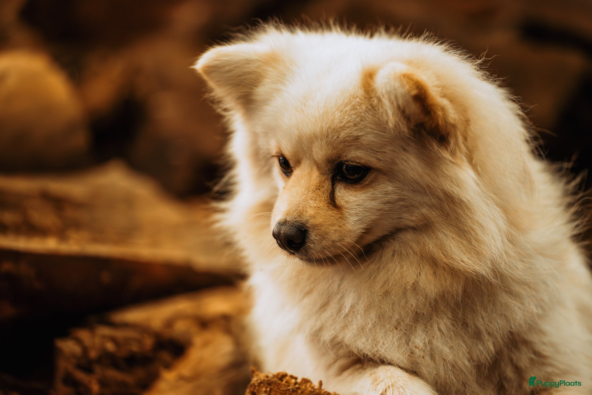 Pomeriaan honden Knappe Pomeriaan pups te koop - Advertentie 1
