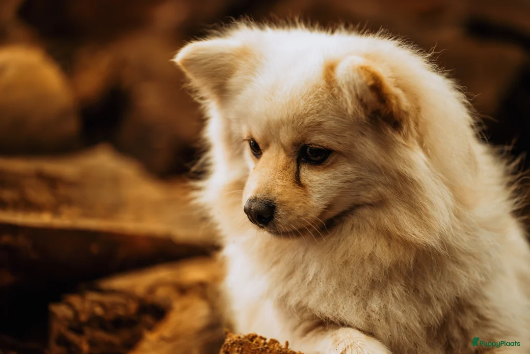 Pomeriaan honden te koop: Knappe Pomeriaan pups te koop in Eindhoven - Advertentie 1