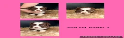 Australian Shepherd honden te koop: Mooie Australian Shepherd pups - Advertentie 18