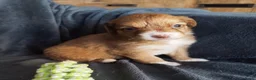 Kruising honden te koop: Border collie x nova scotia duck toller ret. pups - Advertentie 9