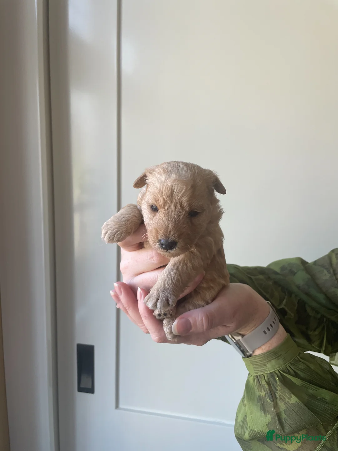 Lakeland Terriër honden te koop: Mooie Lakeland Terrier pups - Advertentie 14
