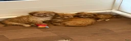 Boomer honden te koop: Boomer pups  - Advertentie 5