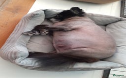 Pomeriaan honden te koop:  2 Prachtige pomeriaan/dwergkees pups. in Enkhuizen - Afbeelding 29