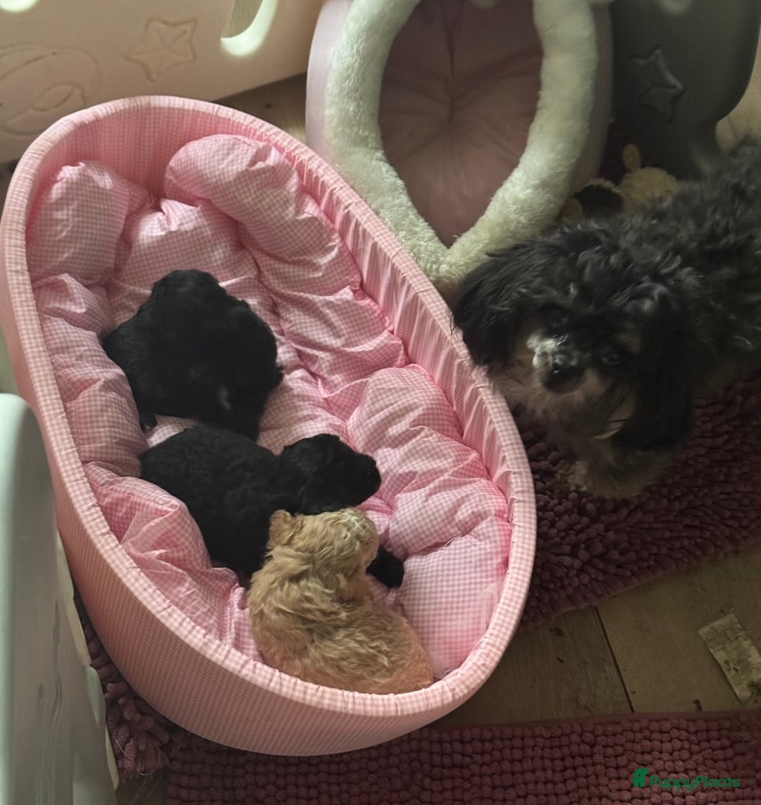 Poedel Toy honden te koop: Toy poedels  - Advertentie 17