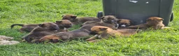 Kruising honden te koop: Heerlijke relaxed Border Collie x Mechelse Herder  - Advertentie 5