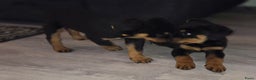 Rottweiler honden te koop: Rottweiler pups  - Advertentie 5