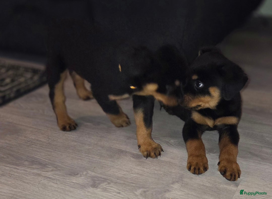 Rottweiler honden te koop: Rottweiler pups  - Advertentie 5