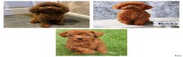 Poedel Toy honden te koop: Mooi abrikoos rood toy poedel reutje. - Advertentie 1