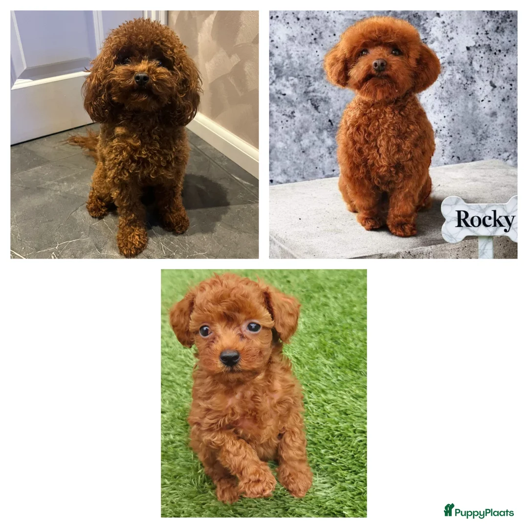 Poedel Toy honden te koop: Mooi abrikoos rood toy poedel reutje. - Advertentie 1