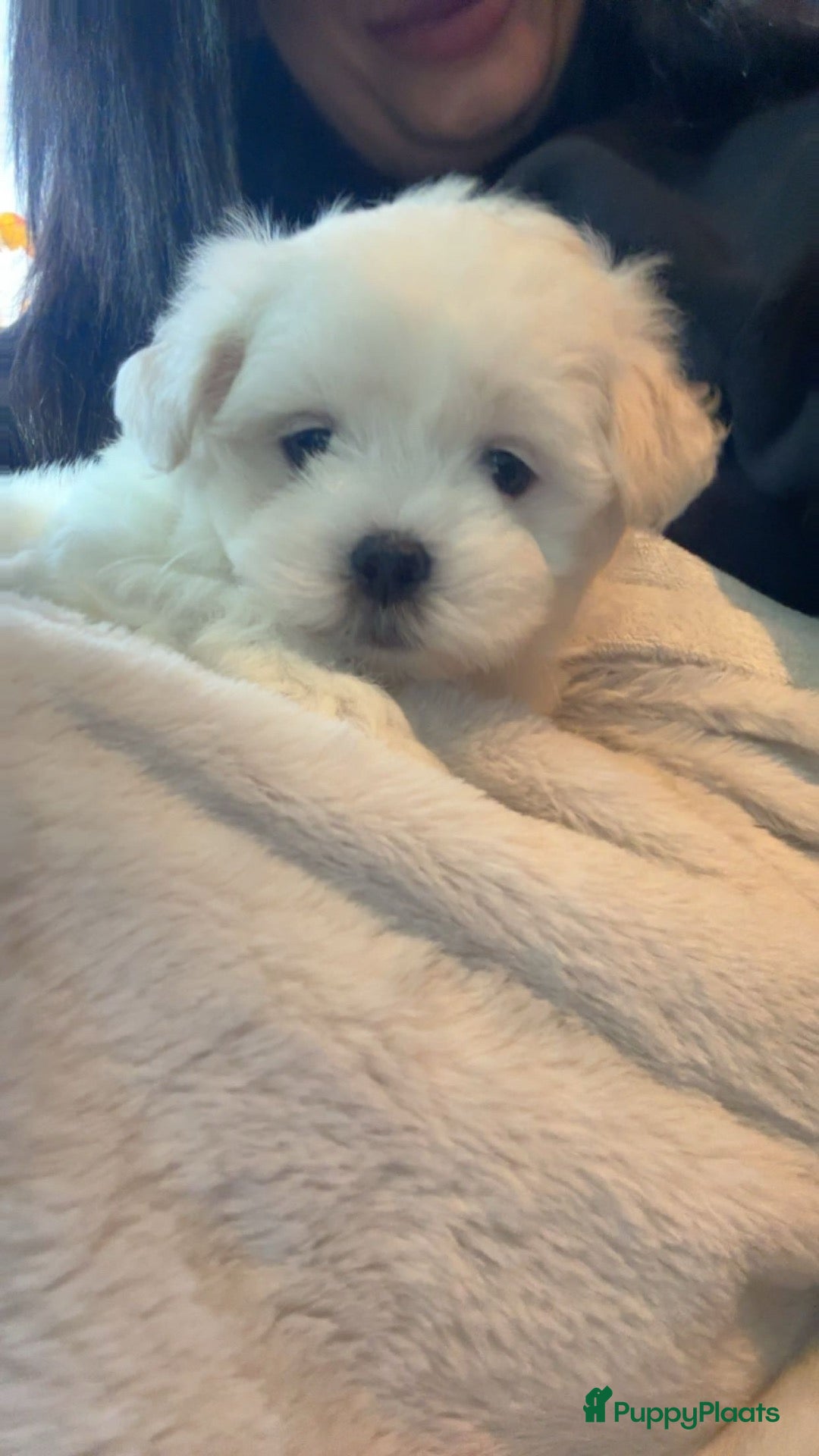 Maltezer honden Mini Maltezer  - Advertentie 17