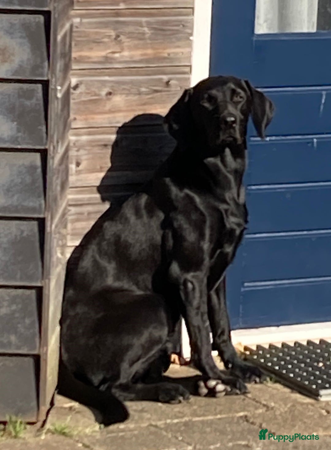 Labrador Retriever honden te koop: Fieldtrial werklijn labrador pups - Advertentie 3