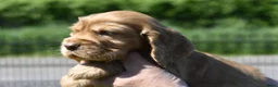 Engelse Cocker Spaniel honden te koop: Speelse Engelse Cocker Spaniel pups - Advertentie 22