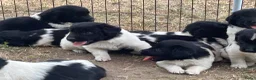 Friese Stabij honden te koop: Raszuivere Friese stabij pups  in Tiel - Advertentie 8