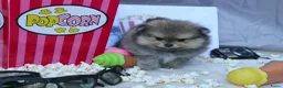 Pomeriaan honden te koop: Mooie pomeranian/ dwergkees pups met fci stamboom - Advertentie 2