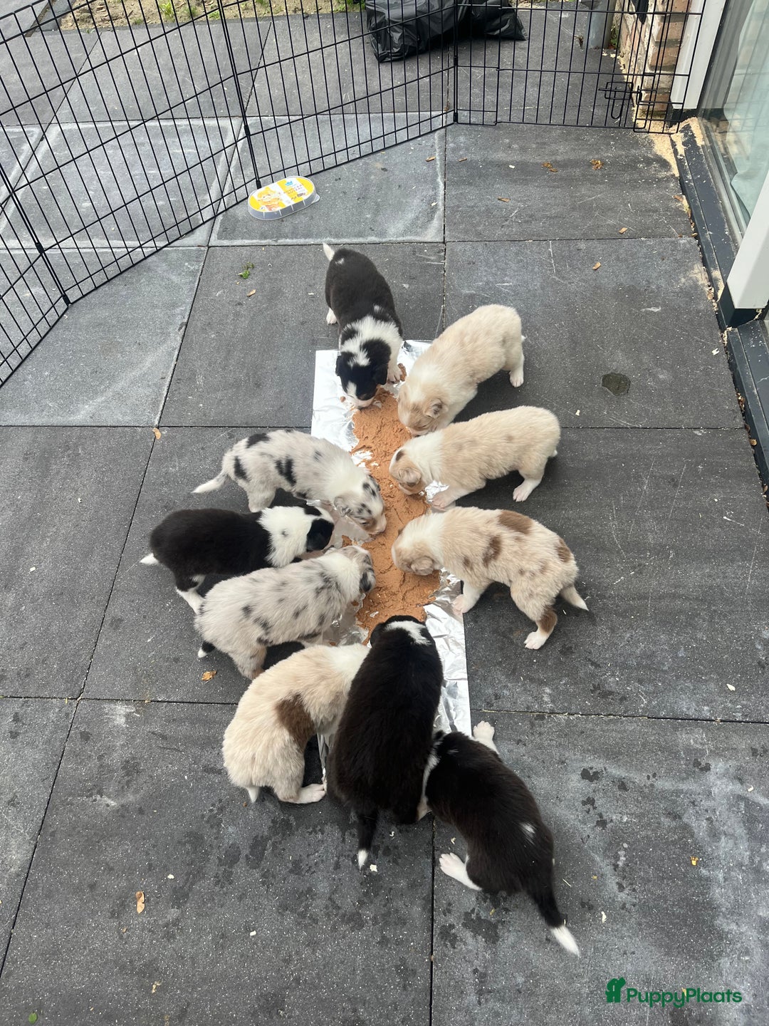 Australian Shepherd honden te koop: Raszuivere Australian Shepherd pups - Advertentie 14