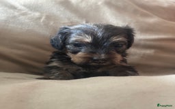Teckel (korthaar)  honden te koop:  1 Leuke schattige teckelpup (TEEFJE ) - Afbeelding 9