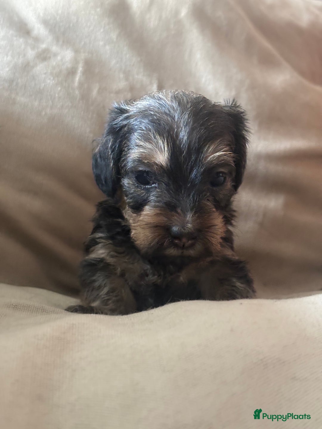 Teckel (korthaar)  honden te koop:  1 Leuke schattige teckelpup (TEEFJE ) - Afbeelding 9