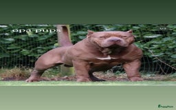 Amerikaanse Bully honden te koop: American Bully XL pups met ABKC stamboom - Afbeelding 9